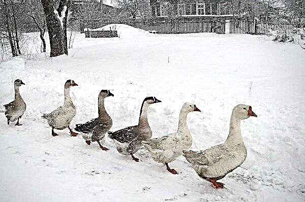 Geese in winter: keeping at home, requirements for conditions, suitable temperature