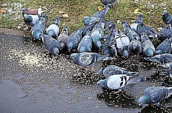Ako kŕmiť holuby doma: koľkokrát denne, čo je možné a čo nie, foto