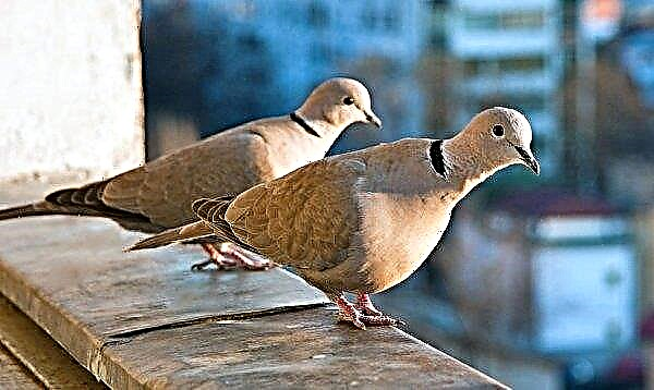 Maladies des pigeons dangereux pour l'homme - leurs symptômes et traitement