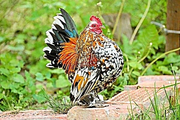 Milfleur chickens: description, egg laying, keeping and feeding, photo