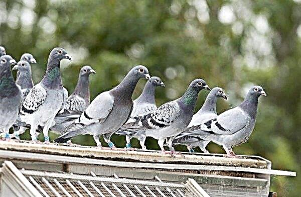 Smallpox in pigeons: how to treat folk remedies, vaccine, prevention