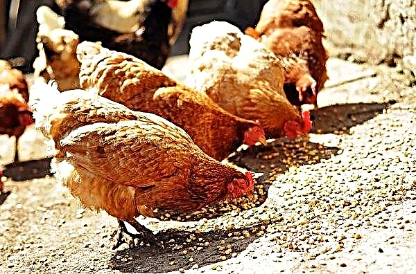 Prémélanges pour poulets (pondeuses, poulets de chair): quels sont, composition, caractéristiques d'application et d'alimentation