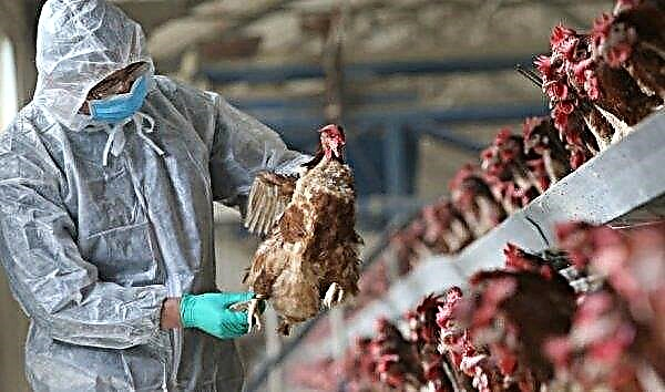 Avian influenza in chickens: how to identify symptoms, treatment, diagnosis