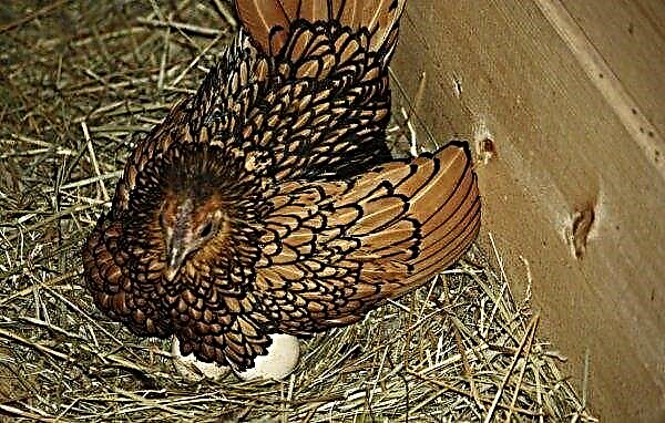 Hens sebrite: photo and description of the breed, breeding at home