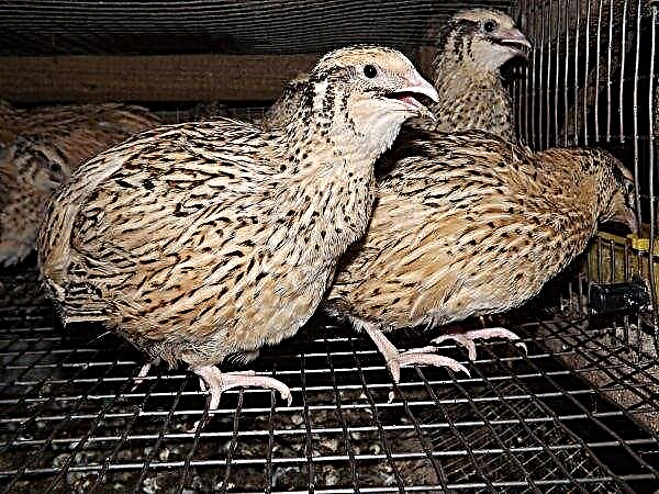 Quail diseases: description and symptoms of major diseases, diagnosis, methods of treatment and prevention, photo