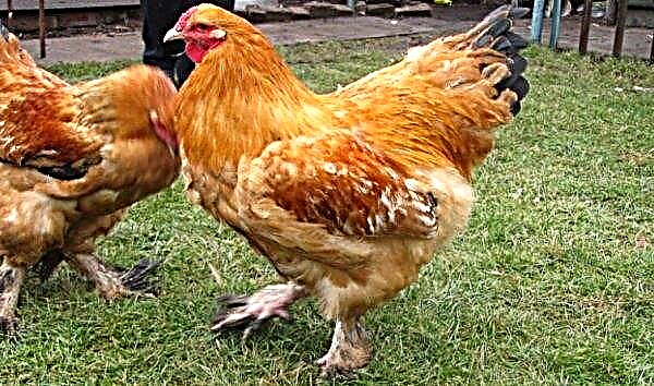دجاج براما: صورة ووصف السلالة ، إنتاج البيض ، الخصائص ، حفظ ، تربية ، تغذية