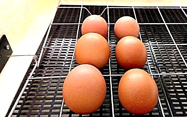 Incubator "Cenușăreasa" cu o pornire automată la 28, 45, 70, 98, 100 de ouă: instrucțiuni, video, temperatură, umiditate