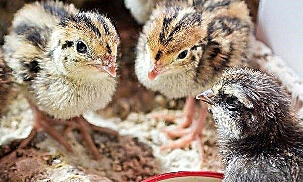 Ủ trứng chim cút: nhiệt độ và độ ẩm, bảng chế độ và các điều kiện khác để ấp trứng chim cút