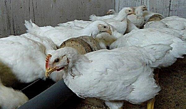 O conteúdo de frangos de corte nas células em casa: os prós e os contras do método, condições ideais, tamanho das células