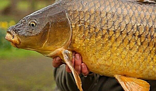 The biggest carp in the world and in Russia: what is the maximum record weight and length, photo of a large carp
