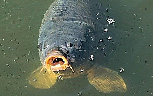 How to breed carp: when spawning and how many times a year spawns, breeding and cultivation at home, fish size