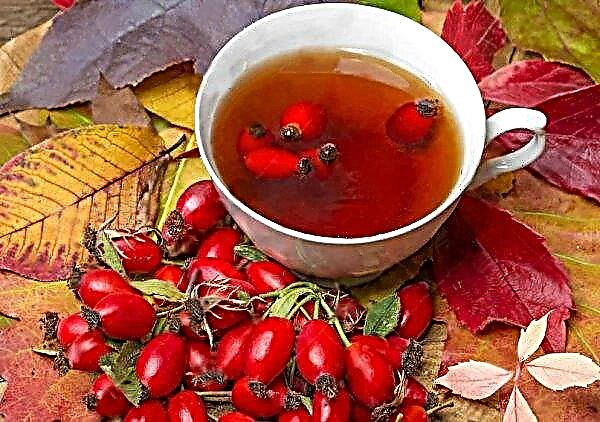 Rosehip: useful properties and contraindications for the body of women, how to use and brew it