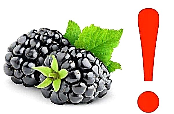 Como e quando transplantar um blackberry para um novo local na primavera: características, regras, transplantes de blackberry