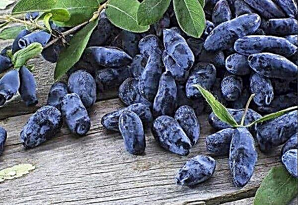 مجموعة متنوعة من زهر العسل الحلو كبير الثمار Lapis lazuli: وصف متنوعة ، الزراعة والرعاية ، الملقحات (أصناف للتلقيح) ، صور