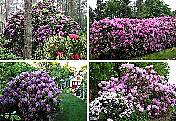 Hybrid Rhododendron hybrid Roseum Elegans: photo and description of the variety, winter hardiness, planting and care of the bush