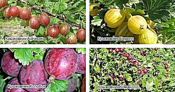 How to deal with powdery mildew on gooseberries: spring treatment for the disease. How, how and when to spray, prevention