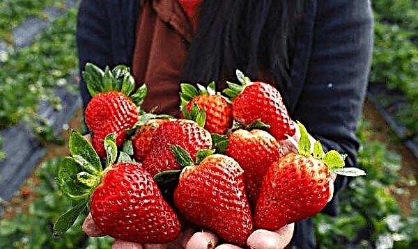 Strawberry Alba: description and characteristics of the variety, characteristics of the variety, planting and care, photos, reviews