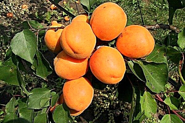 Apricot Hargrand: description et caractéristiques de la variété, règles de plantation et d'entretien, photo