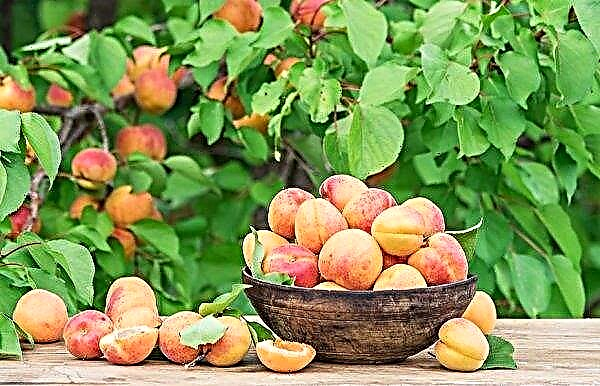 Apricot Sardonyx: description and characteristics of the variety, especially planting and care, photo