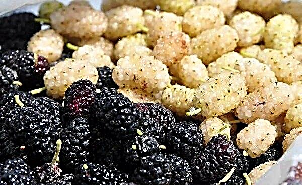 The taste of mulberry, what it looks like, and which mulberry tastes better - white or black