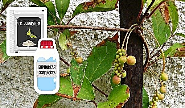 Schisandra chinensis i Ural: beplantning og stell, dyrking og reproduksjon, foto