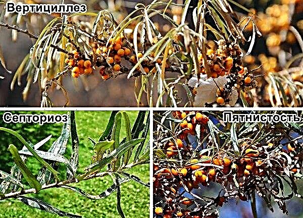 Chuckaya espino amarillo: descripción de la variedad, foto