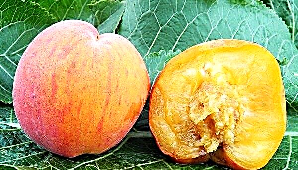 Peach Vine Gold: description et caractéristiques de la variété, plantation, entretien et culture, photo