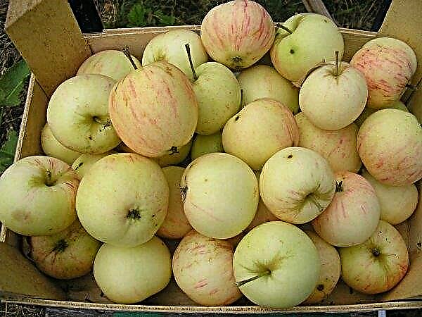 Apple tree Rossiyanka: description, advantages and disadvantages, especially planting and care, photos