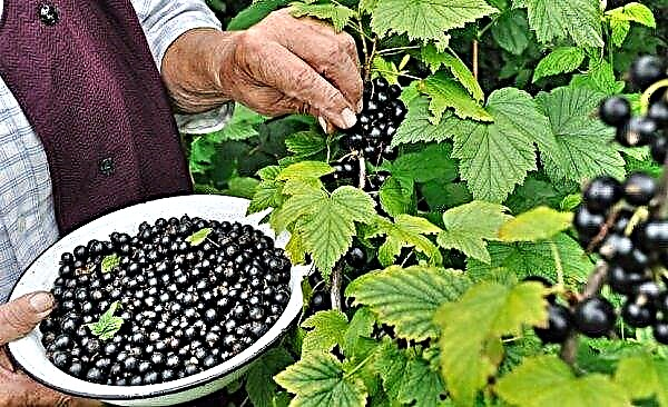Tarde, variedade de frutos grandes de groselha preta Cherry: descrição, tecnologia agrícola, fotos, comentários