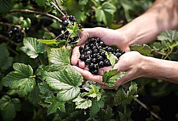 Variedad frutal de pigmeos de grosella negra: apariencia y descripción, polinizadores, fotos, reseñas de jardineros